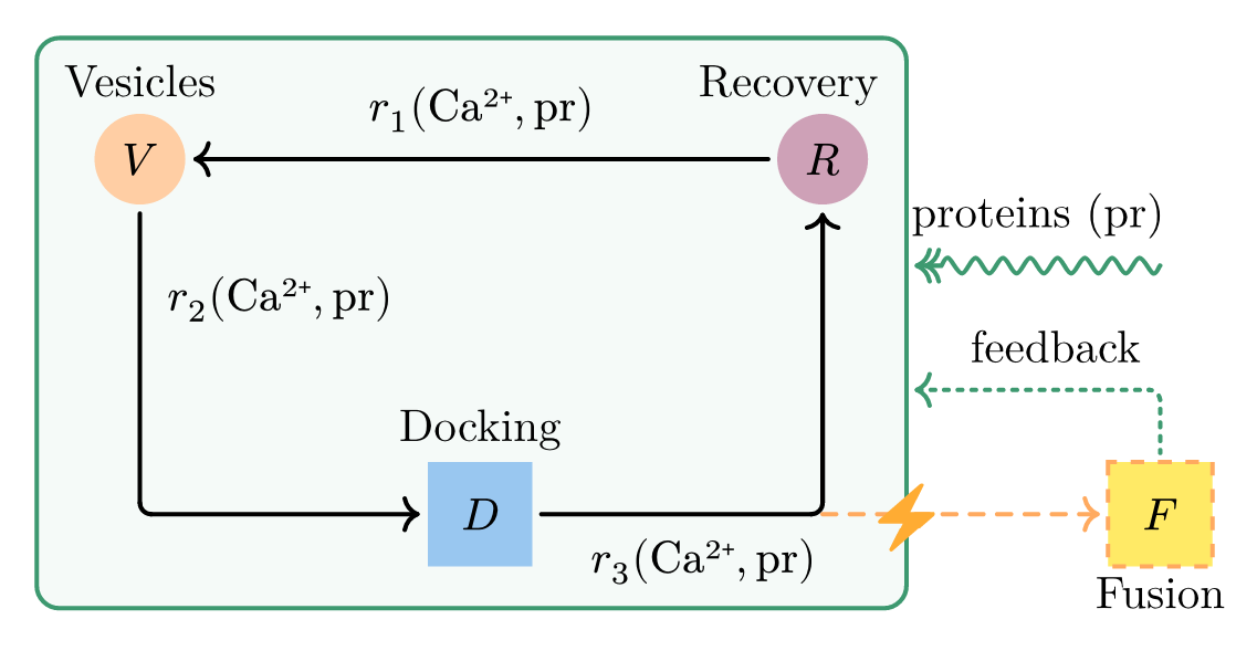 Reduced modeling scheme of presynaptic vesicle cycle