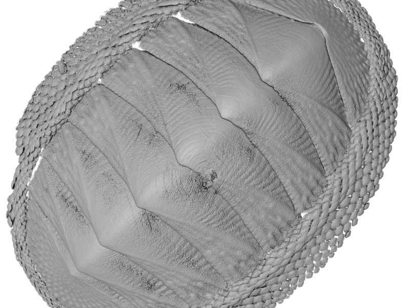Chiton CT Scan - Valve