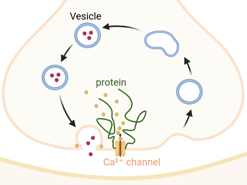 Illustration of vesicle recycling dynamics