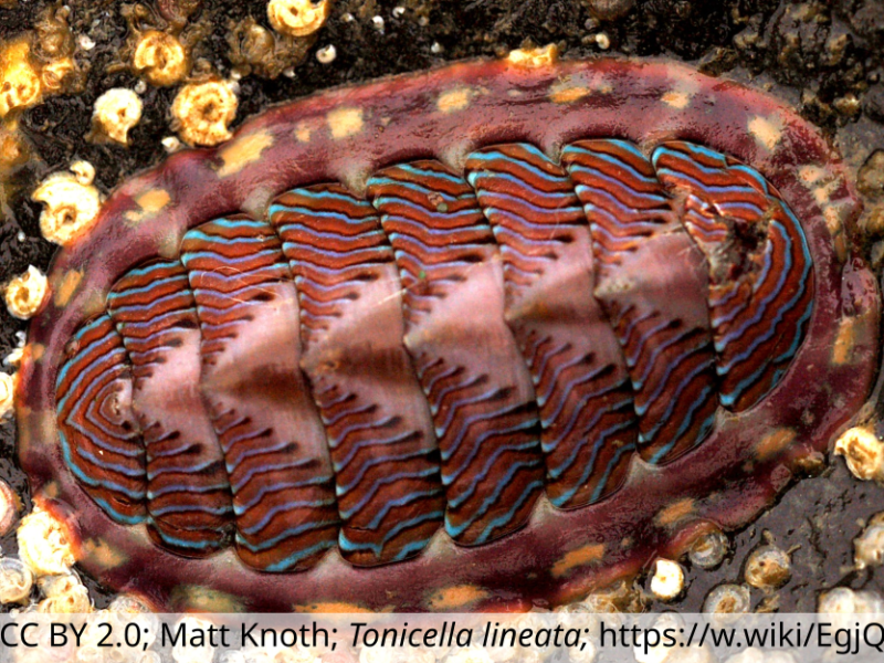 image of a chiton